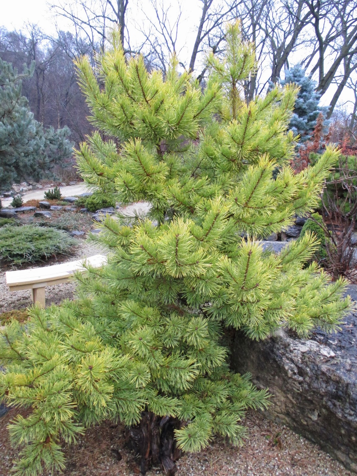 Pinus Sylvestris Varguld