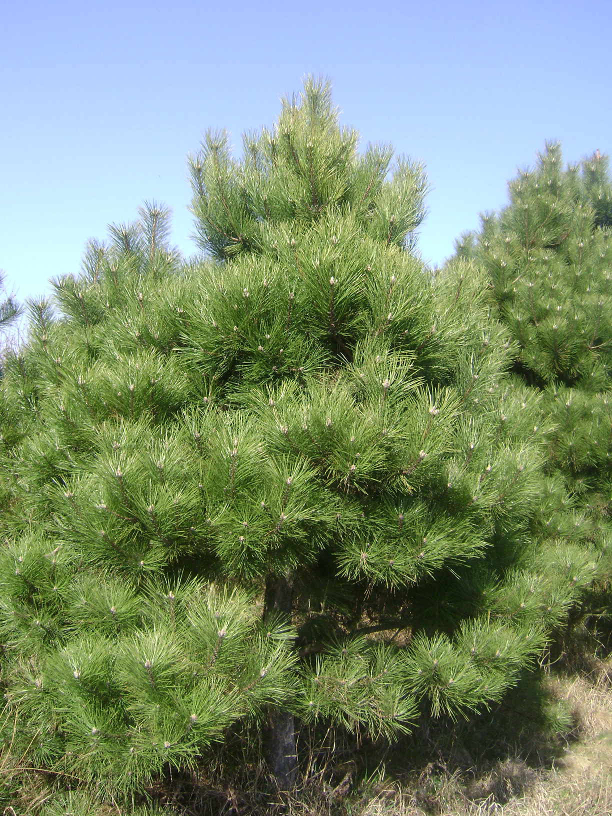 Pinus nigra (сосна чёрная) 'Nana'
