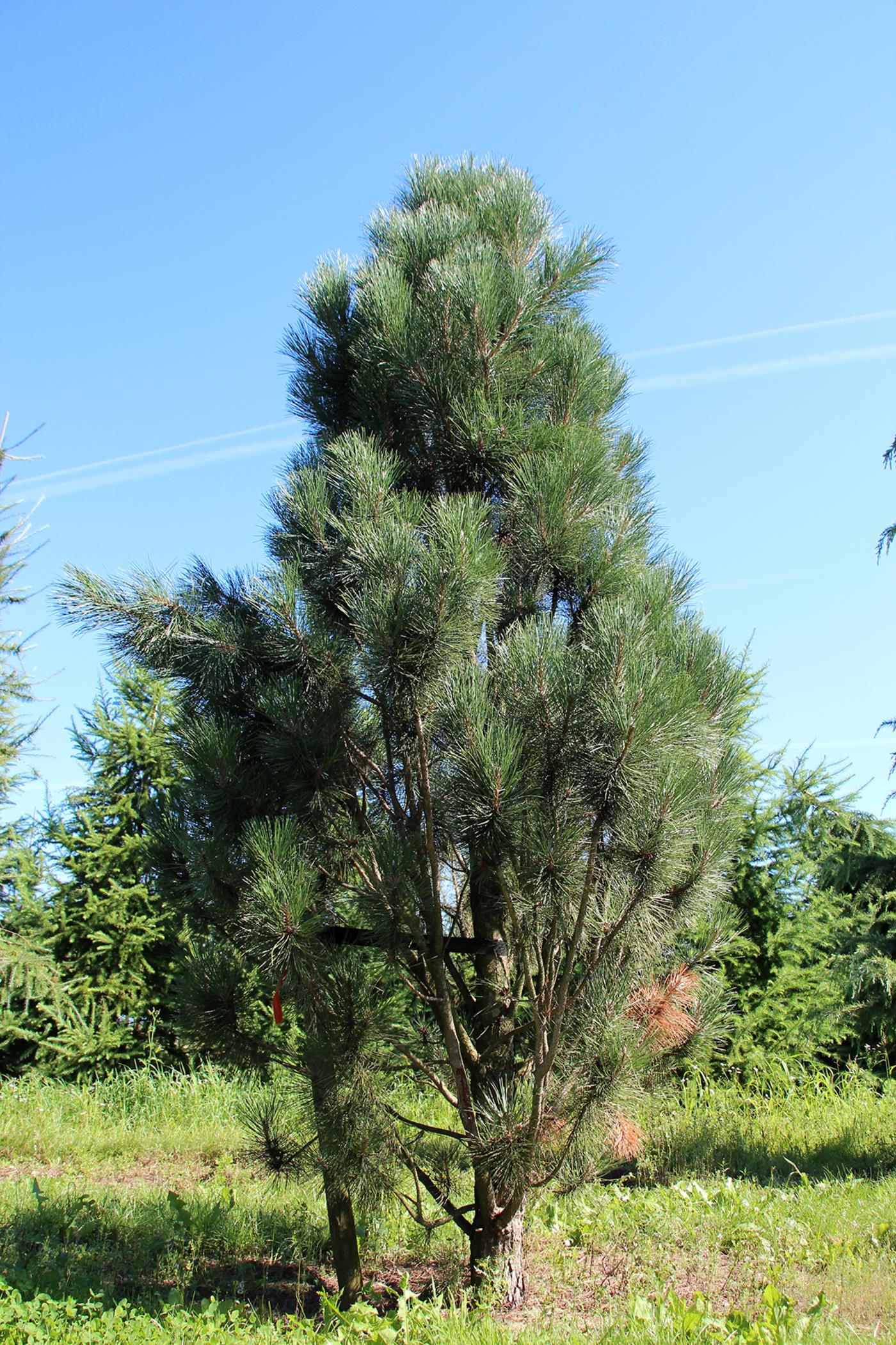 Сосна Pinus nigra Nana