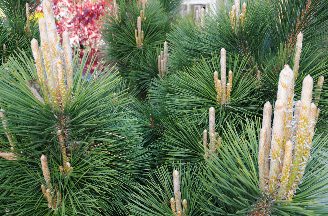 Pinus thunbergii Sayonara
