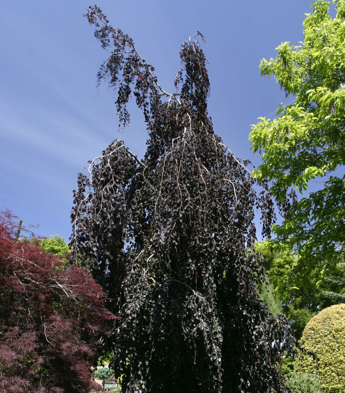 Fagus sylvatica (бук Лесной) 'Purple Fountain'
