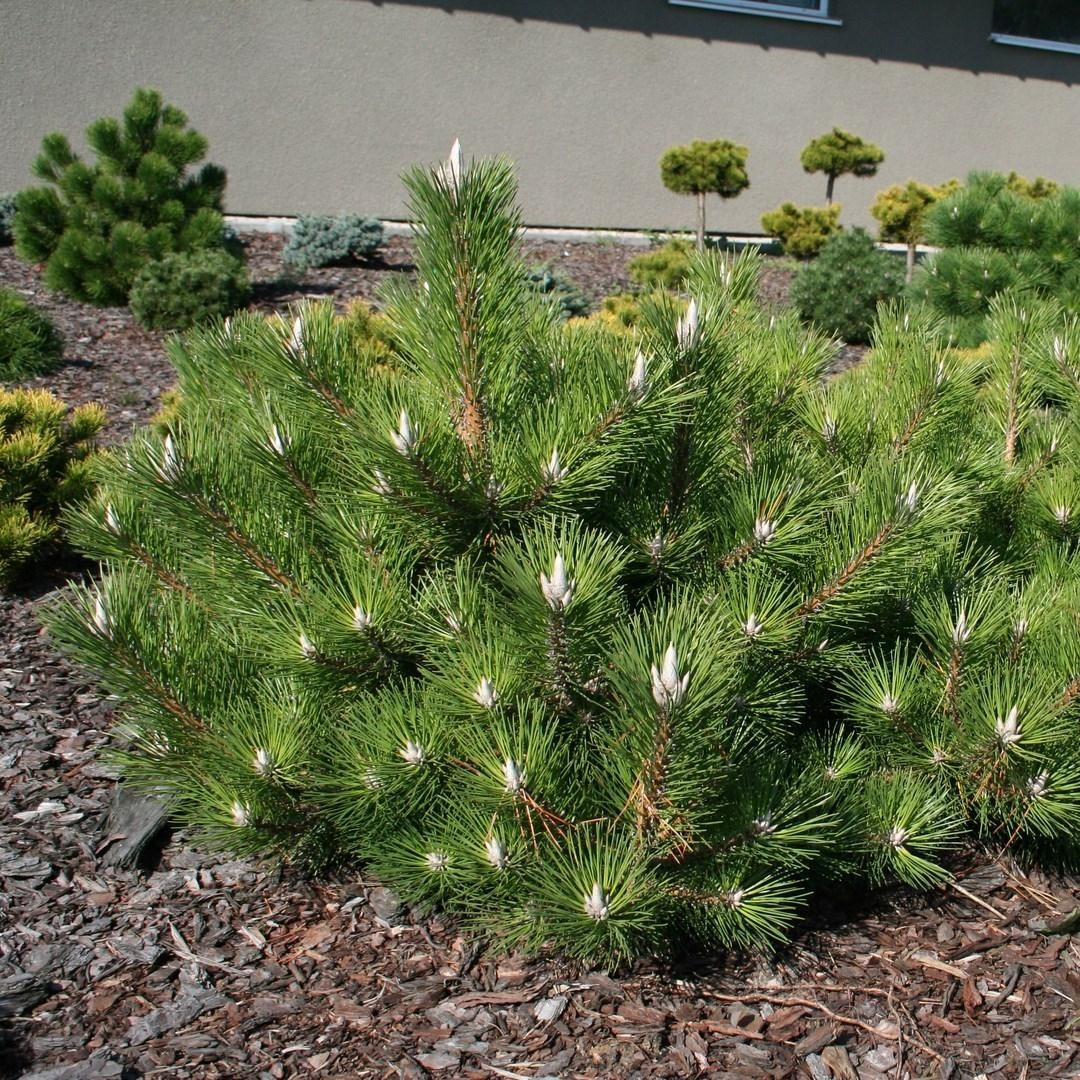 Сосна Тунберга (Pinus thunbergii ogon