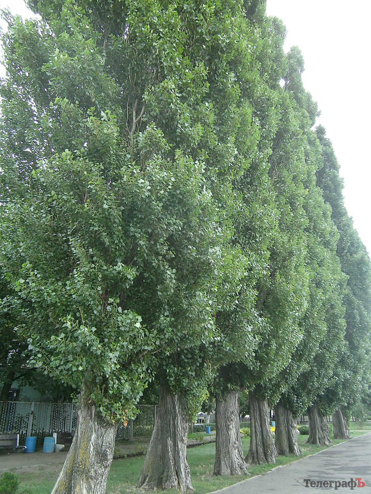тополь дерево фото