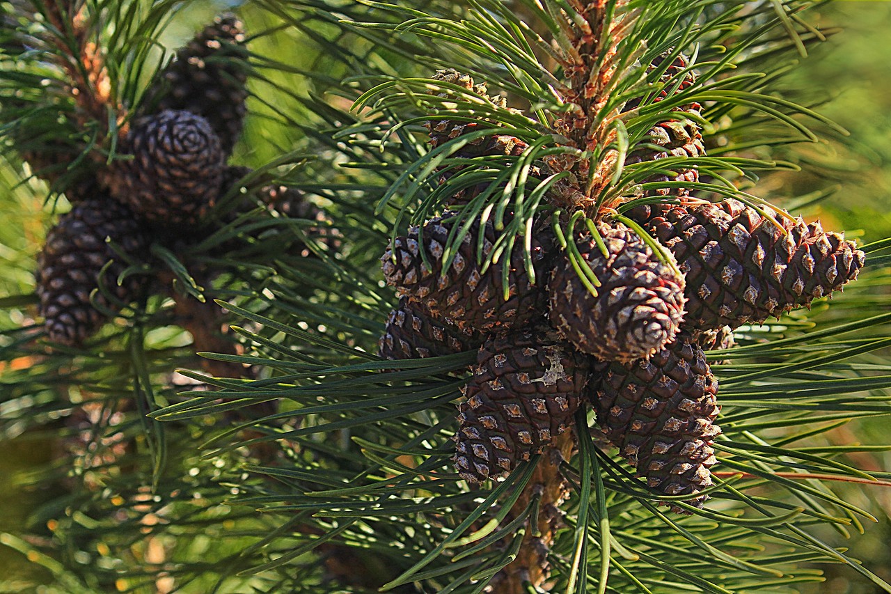 Плод хвойного. Сосна Пиния шишки. Сосна румелийская шишки. Пиния (сосна итальянская)шишки. Pinus pinea шишка.