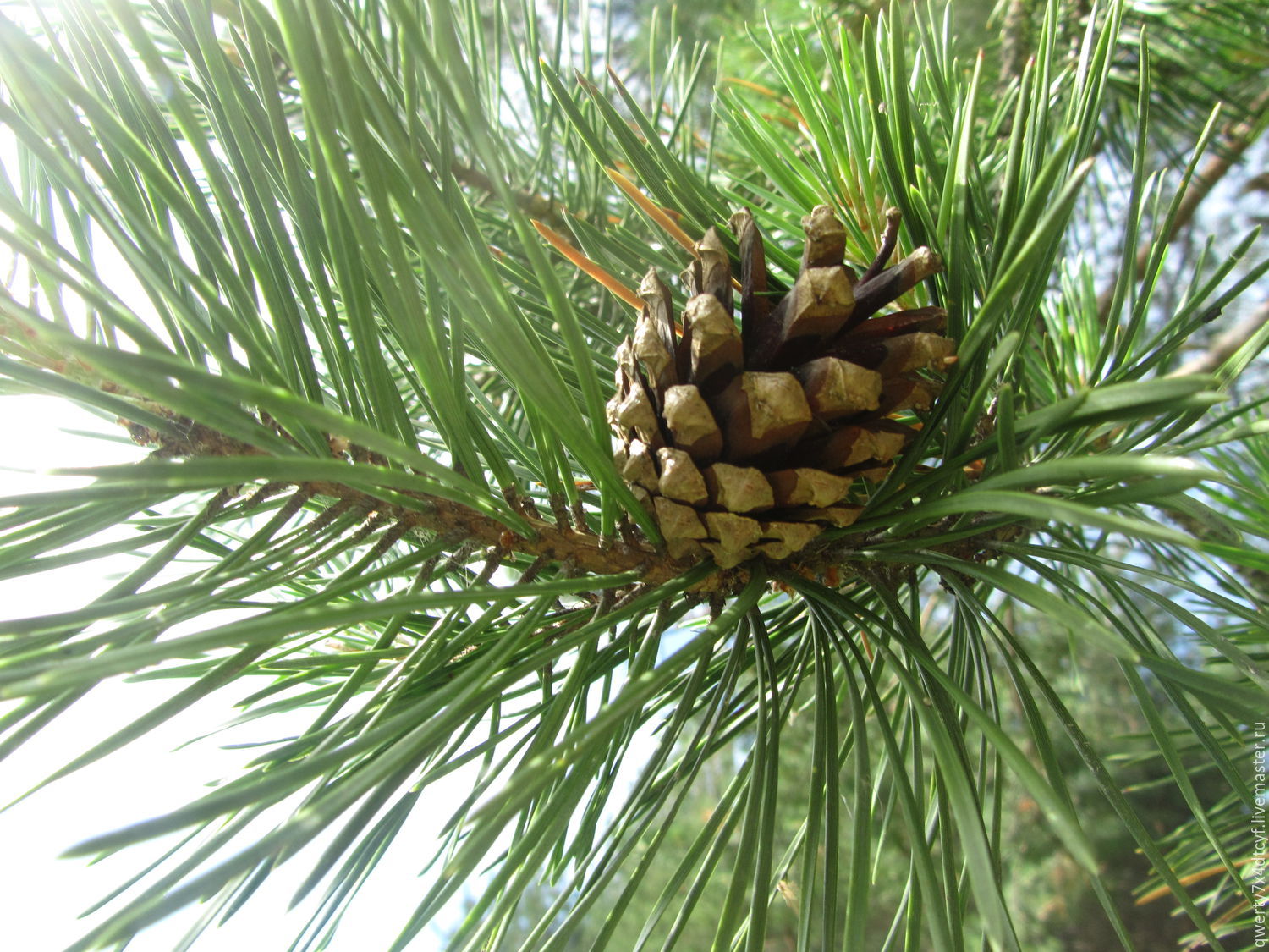 Pinus pinea хвоя