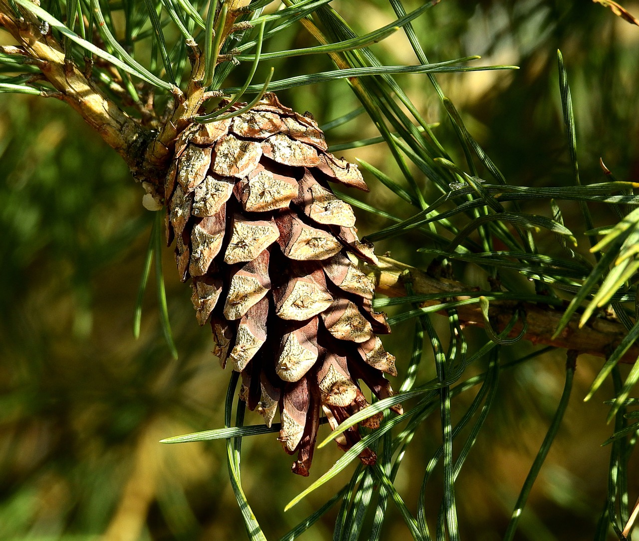 Плод хвойного. Pinus peuce шишка. Сосна Бунге шишка. Сосна Монтесумы шишки. Шишка и хвоя сосны.