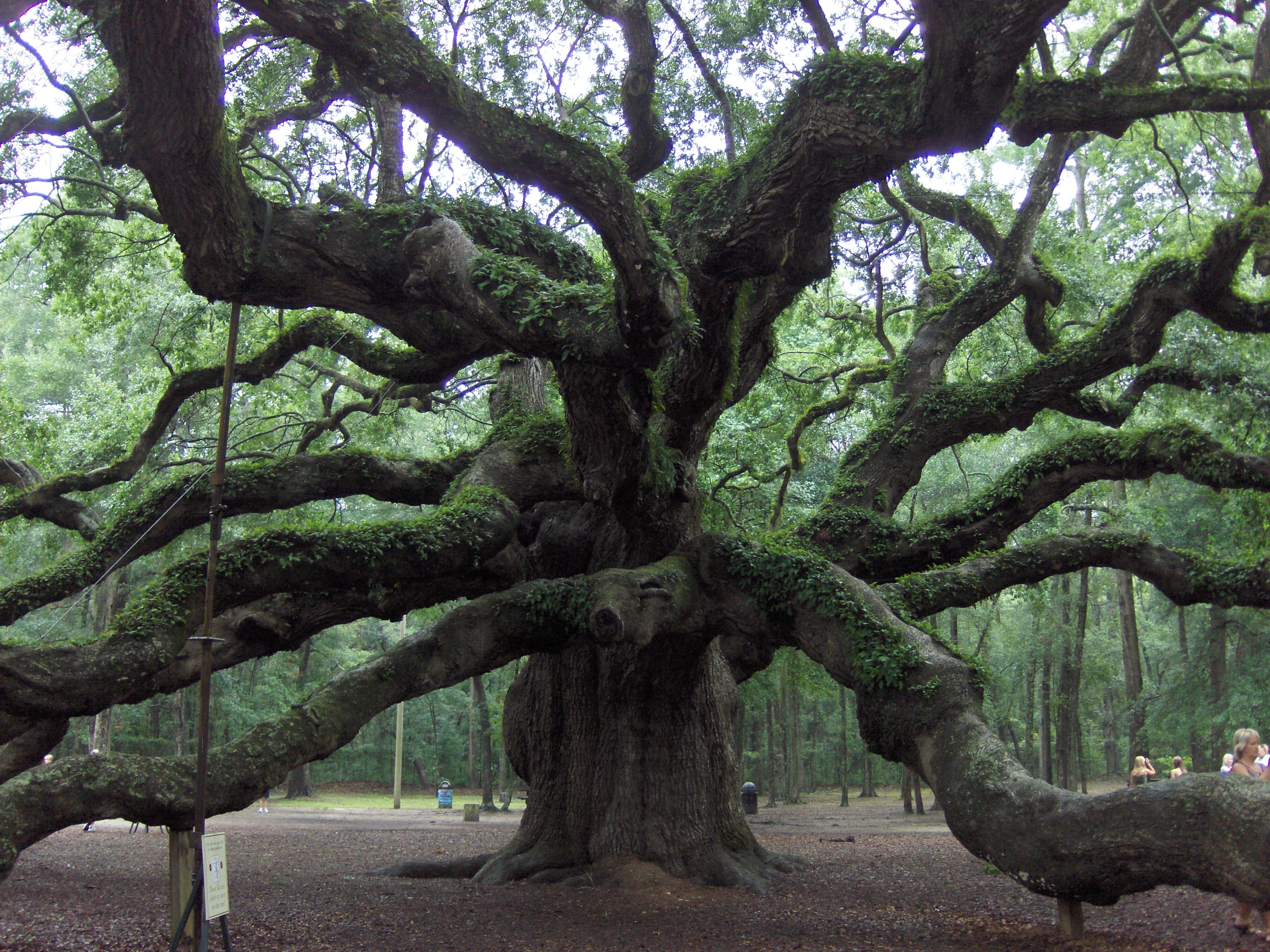 Китайский дуб дерево