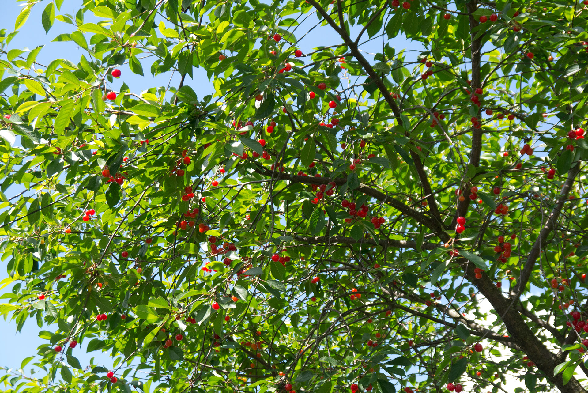 Дерево вишни и черешни