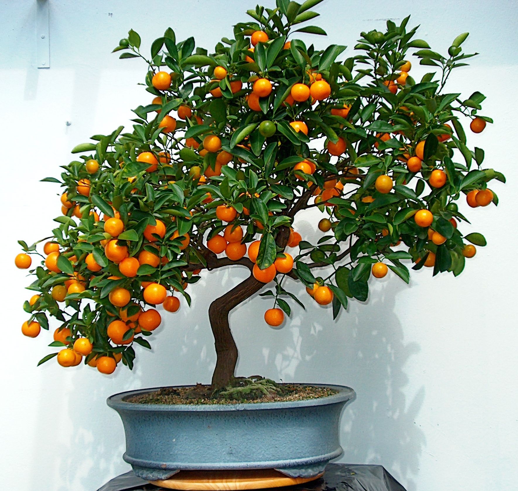 Апельсиновое дерево. Бонсай цитрус каламондин. Цитрофортунелла бонсай. Карликовый мандарин. Мандарин дерево бонсай.