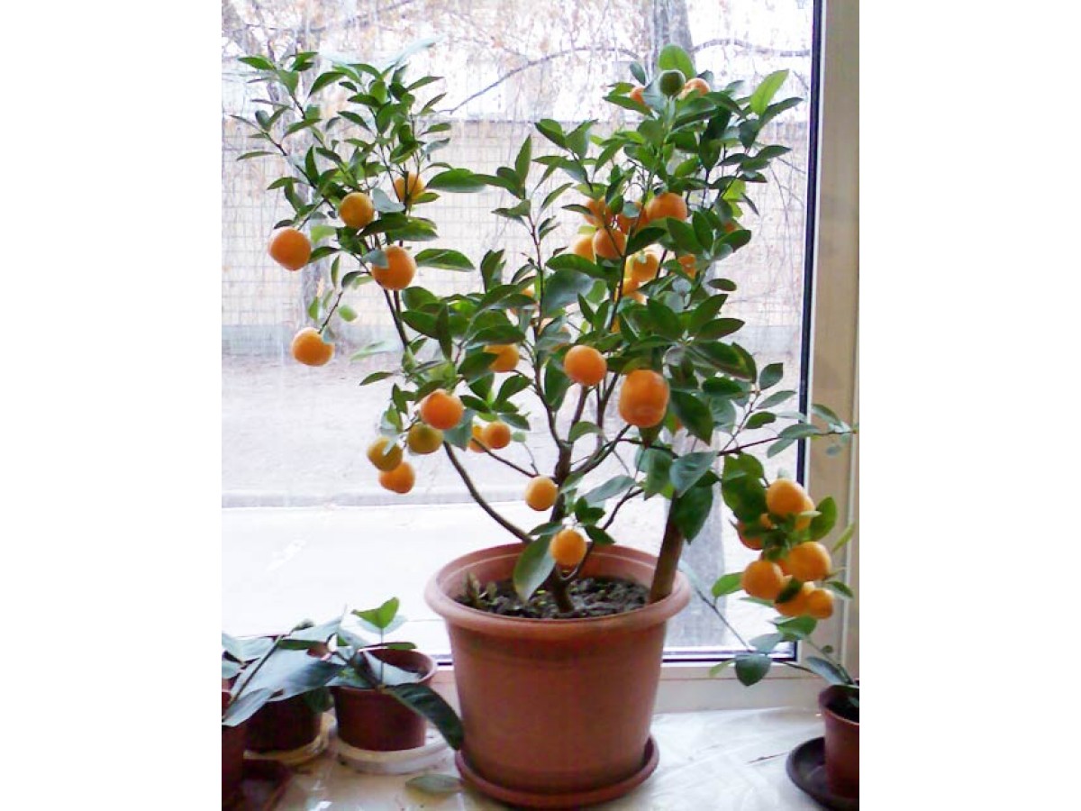 фото домашний апельсин из косточки