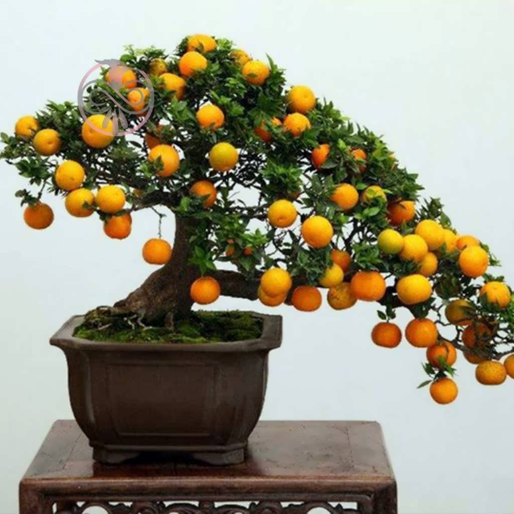 Карликовое Лимонное Дерево