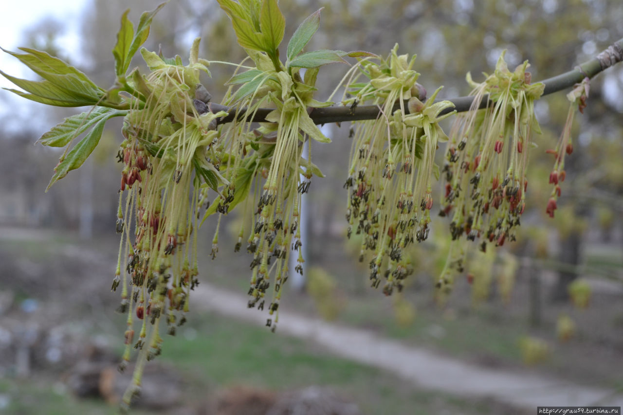 Деревья москвы весной названия