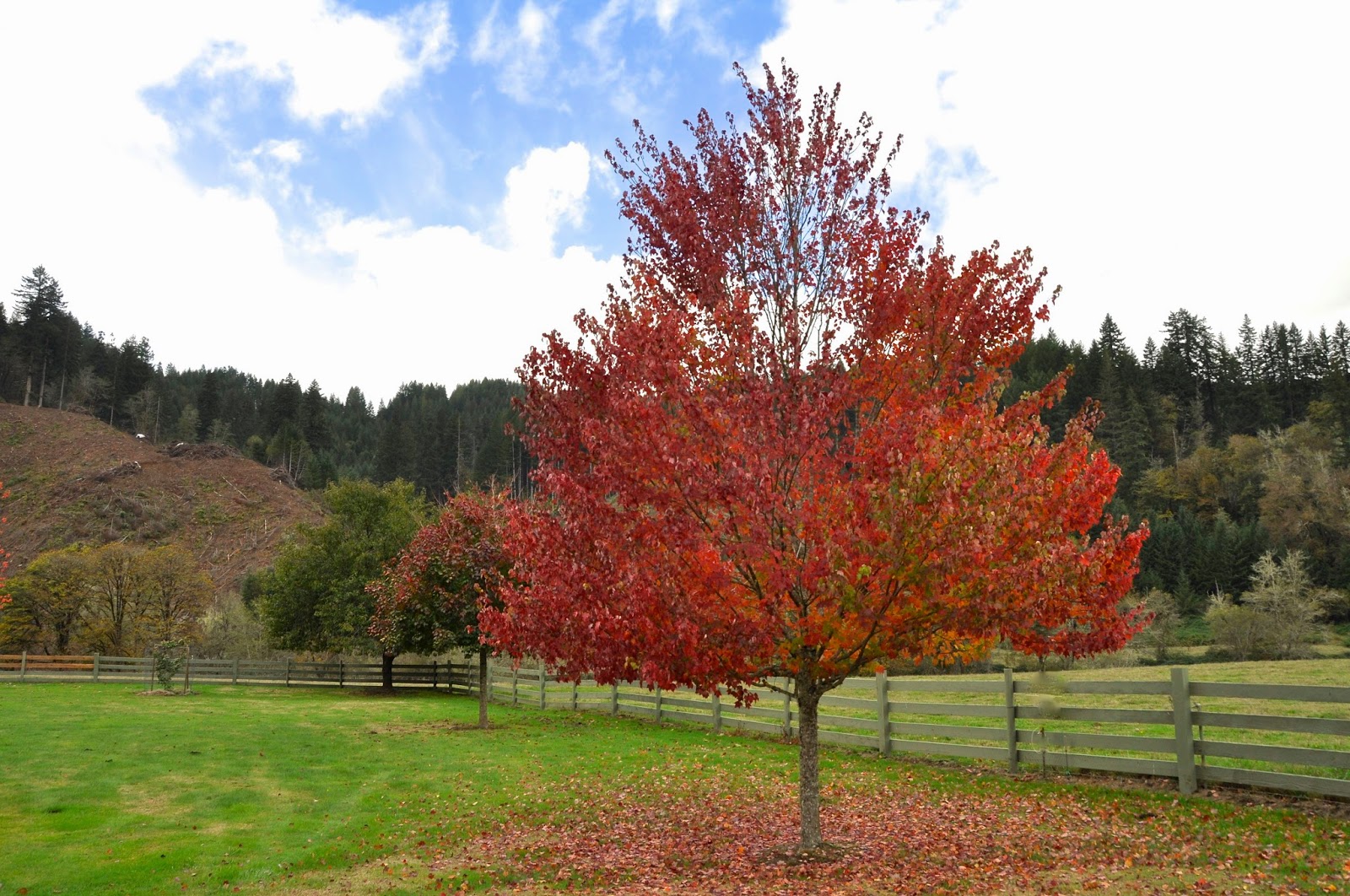 Клен красный (Acer rubrum) October Glory