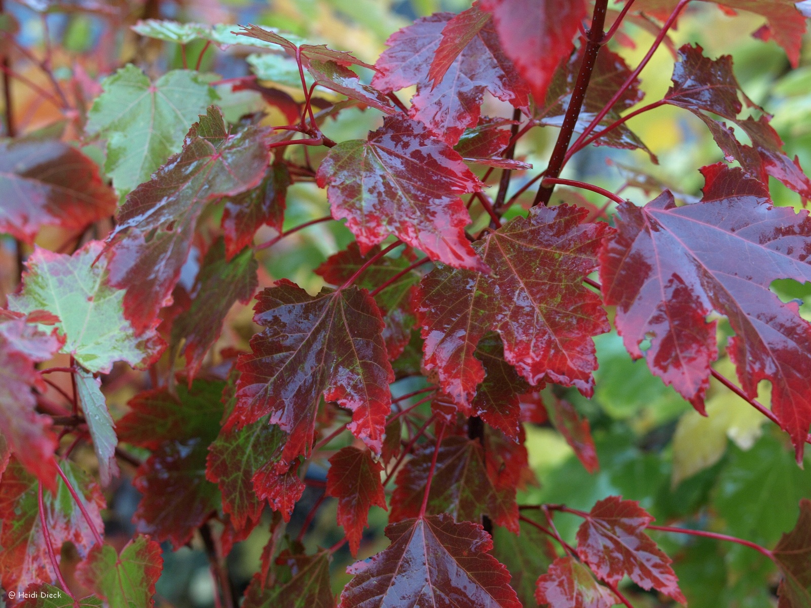 Клен красный Acer rubrum