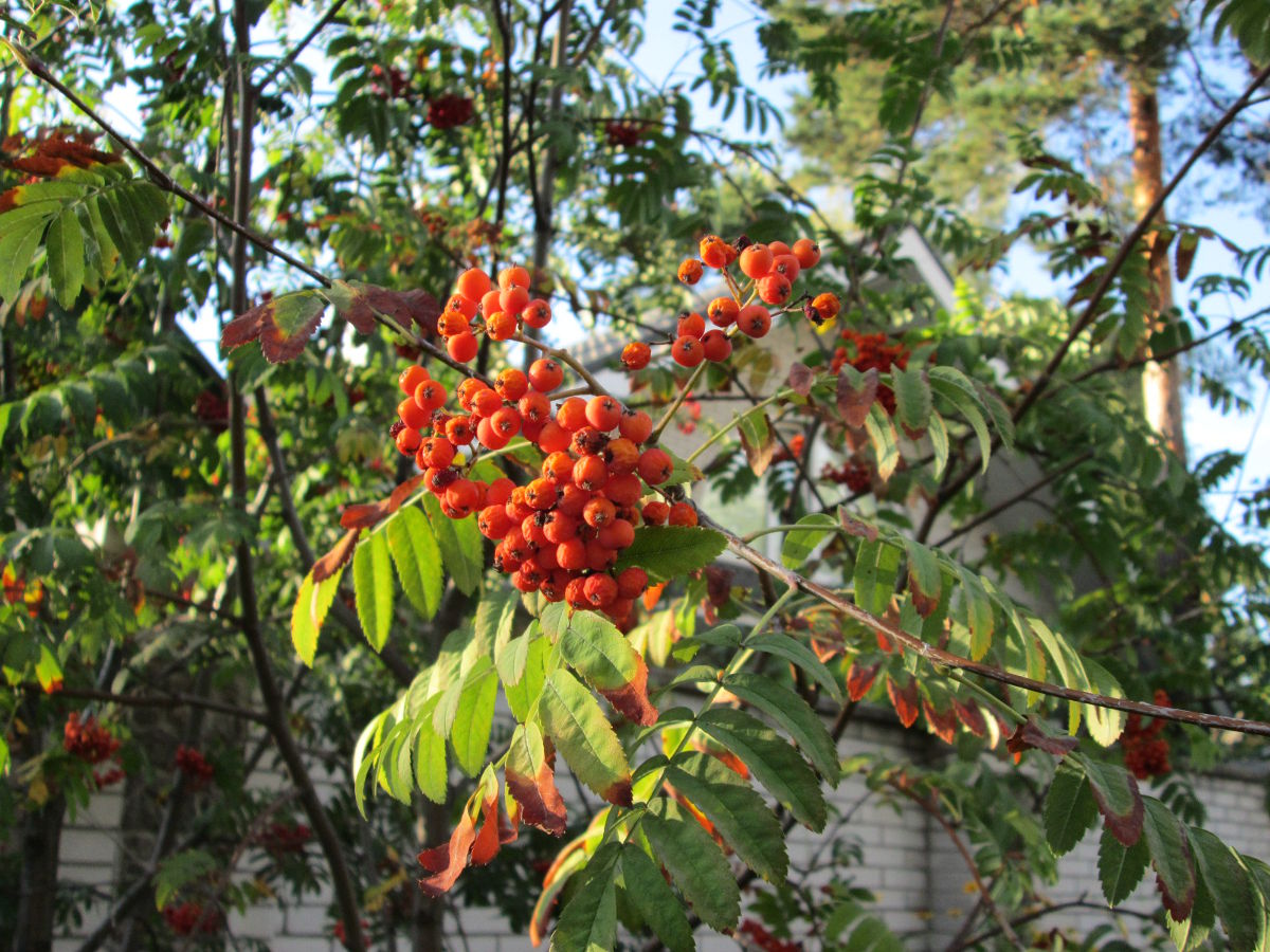38. Рябина обыкновенная (Sorbus aucuparia)