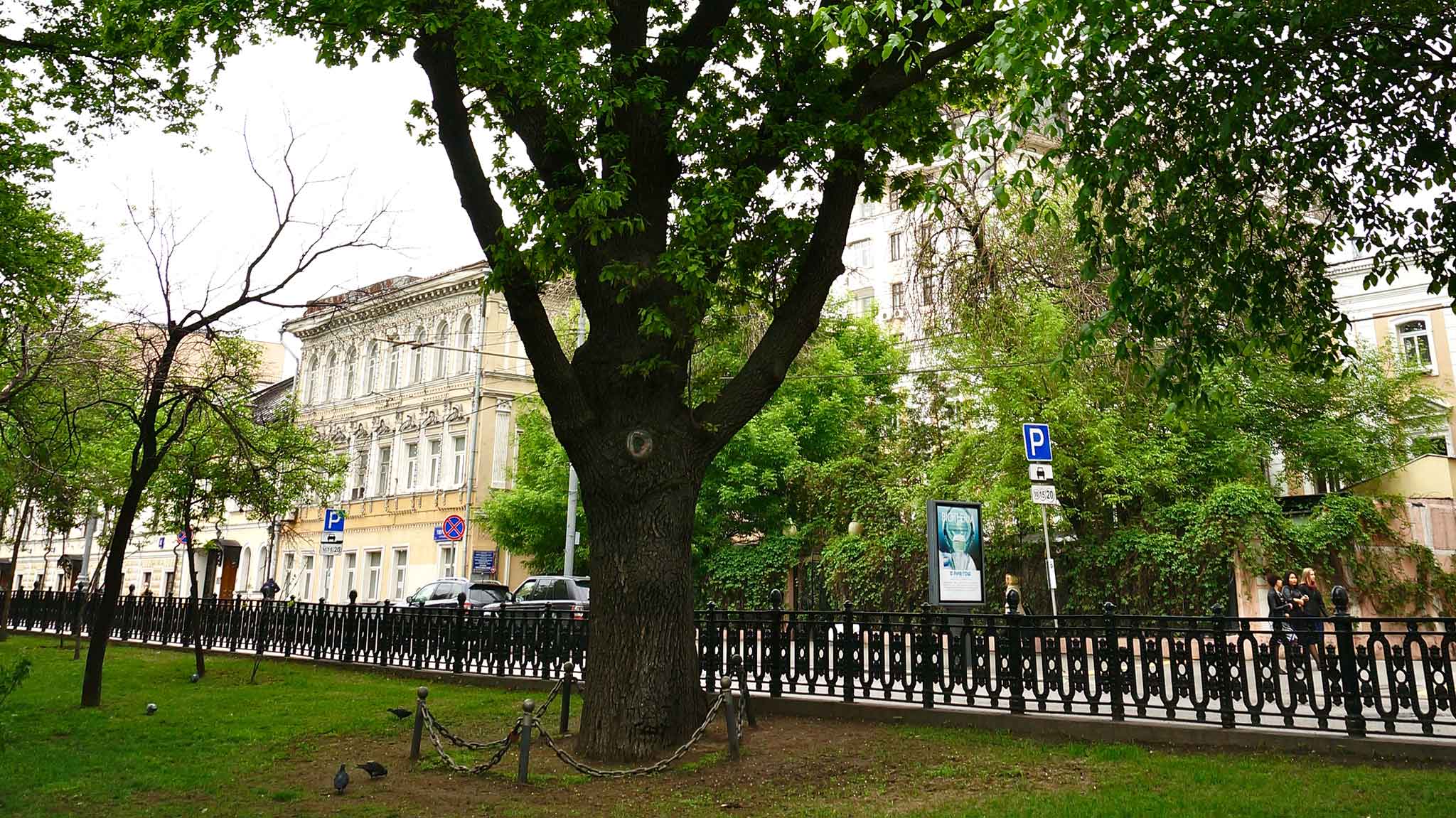 Дуб Пушкина на Тверском бульваре