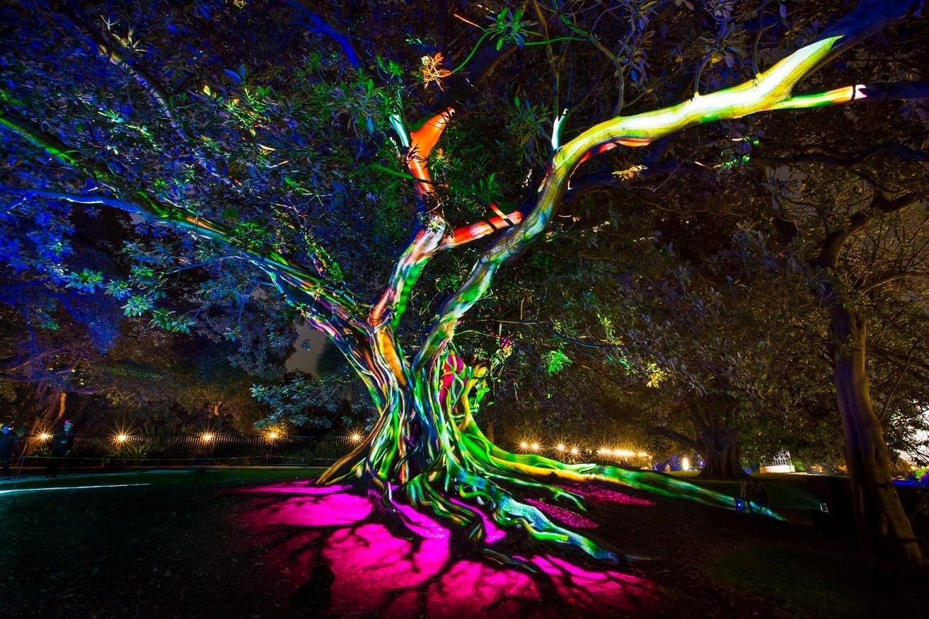 Цветная подсветка деревьев