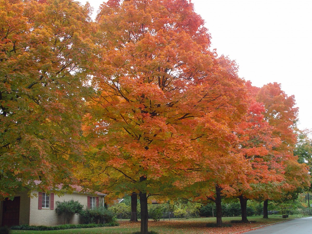 Фото дерева клен осенью фото
