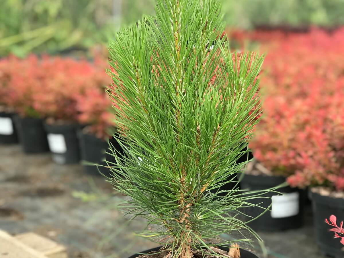 Pinus nigra Пирамидалис