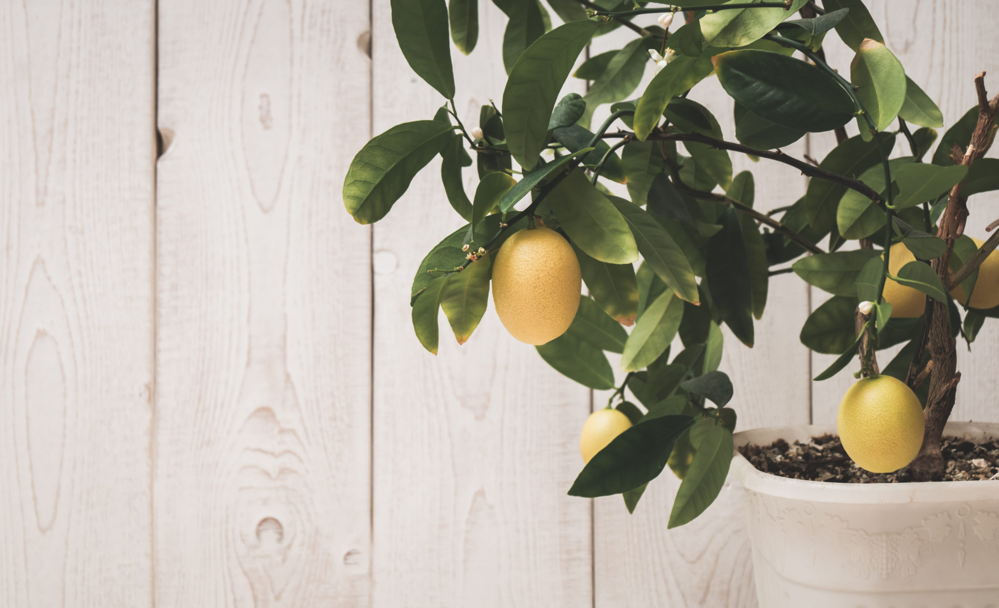 Вырастить лимон в домашних условиях с плодами. Лимон Мейера. Лимон дерево. Мейер лимонное дерево цветок. Лимон дерево дома.