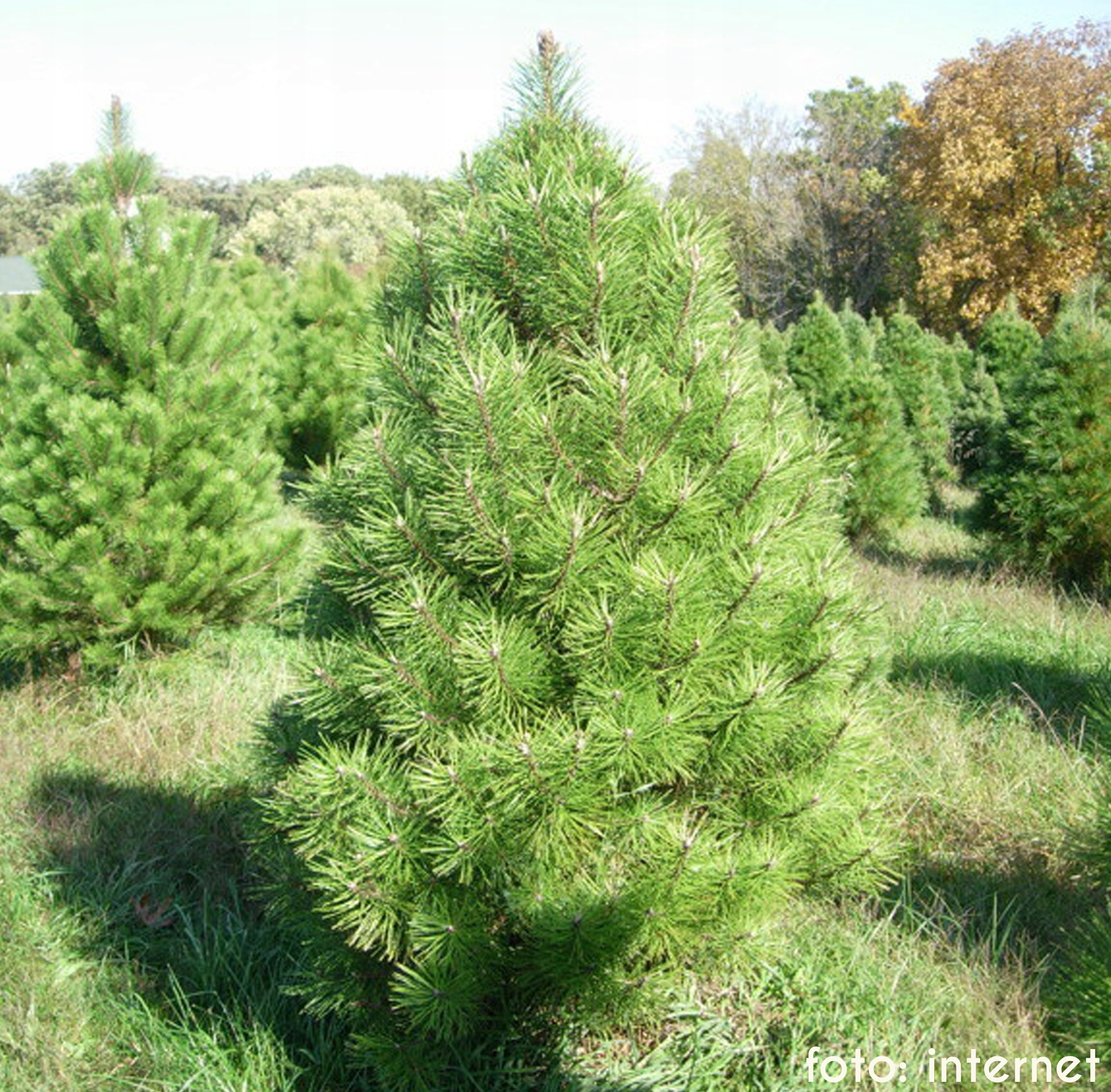 Pinus nigra molette сосна