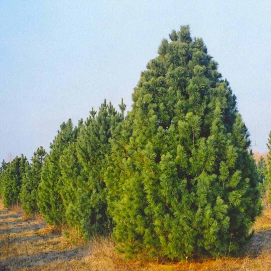 Pinus sibirica - сосна Кедровая Сибирская ареал