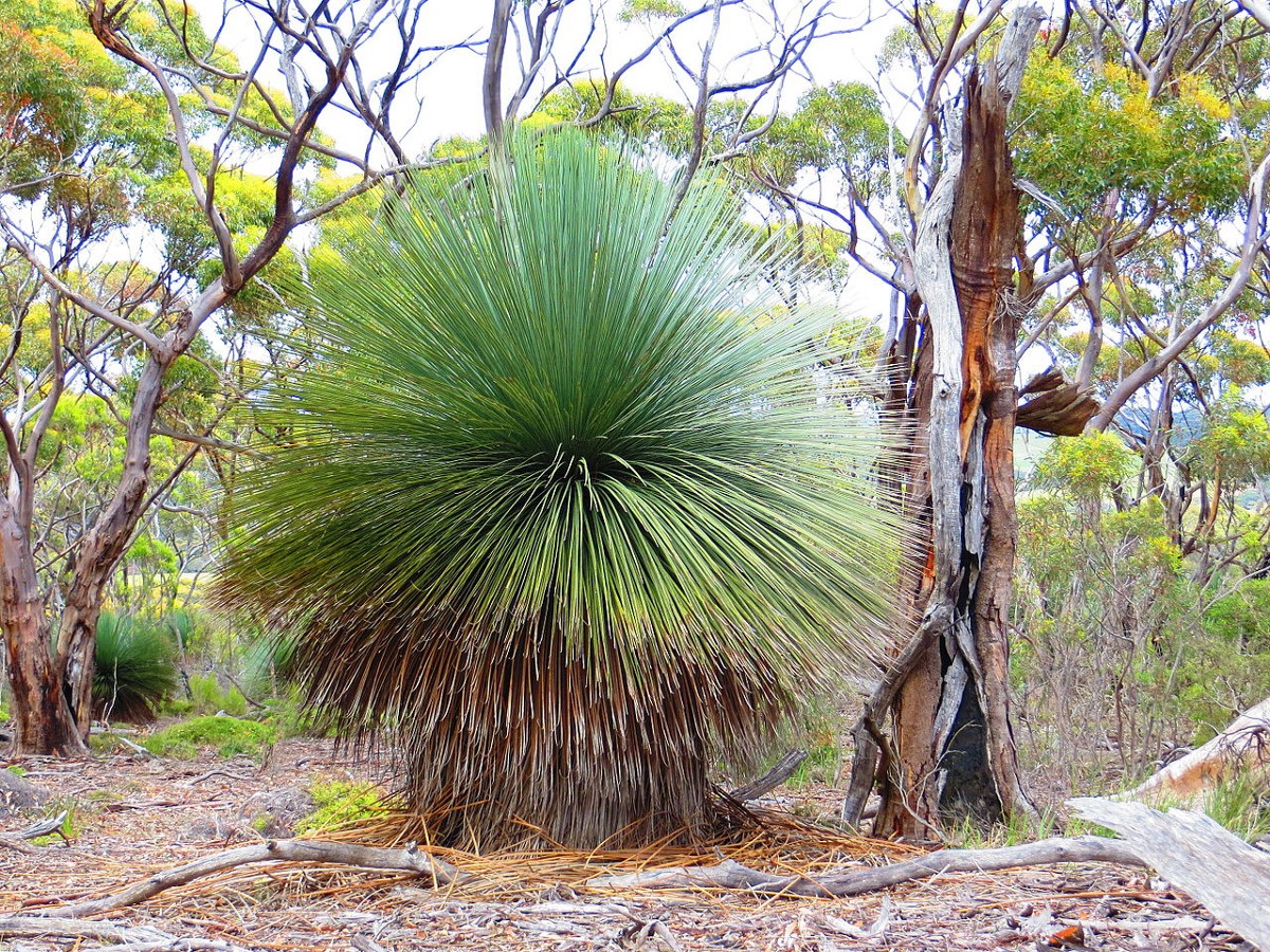 Растительность в австралии