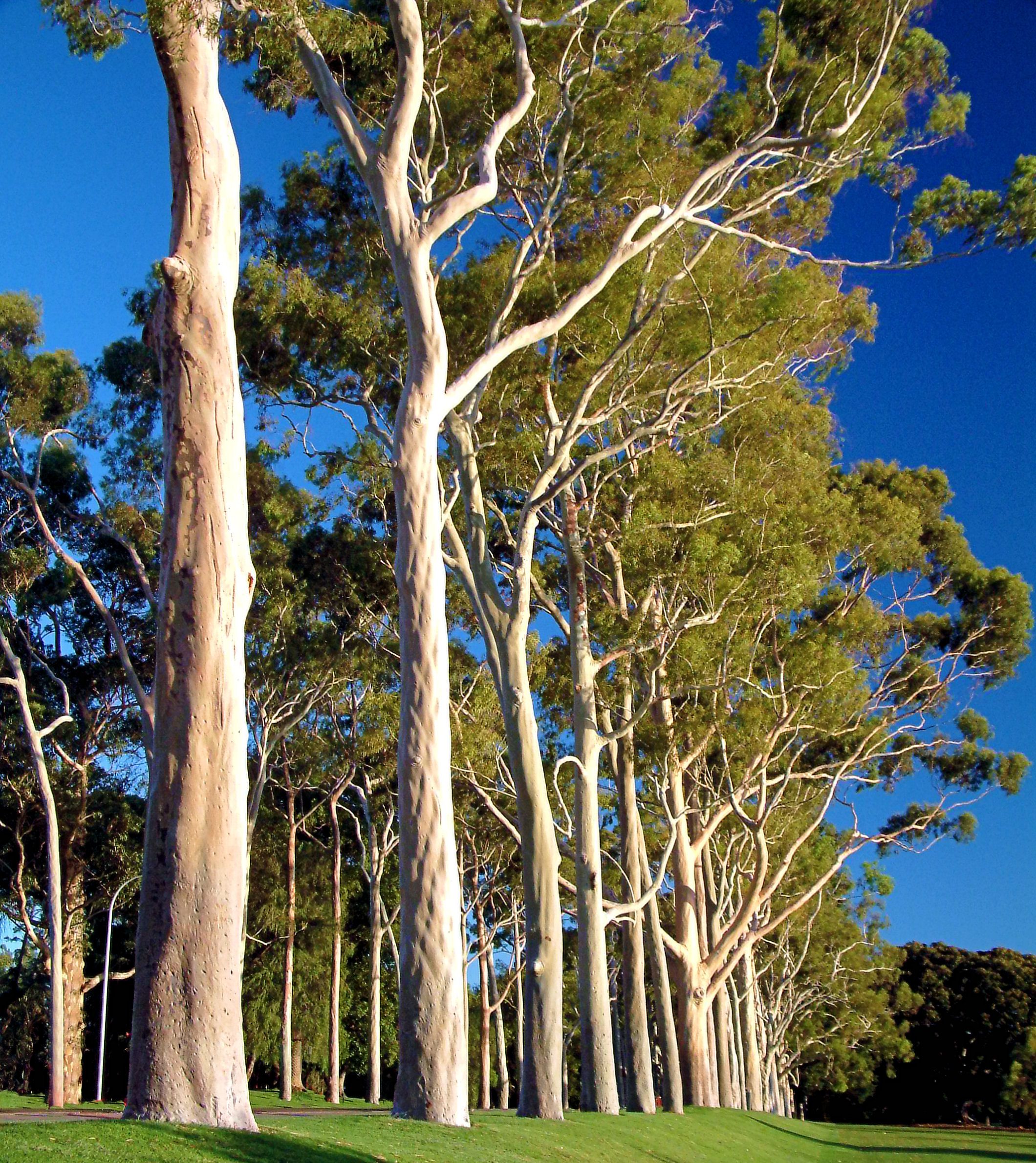Деревья австралии фото с названиями