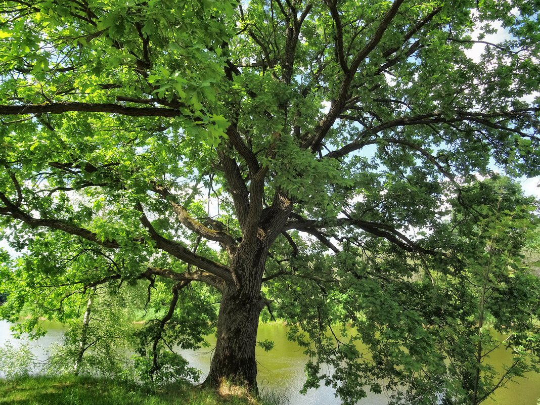 Дубок дерево фото