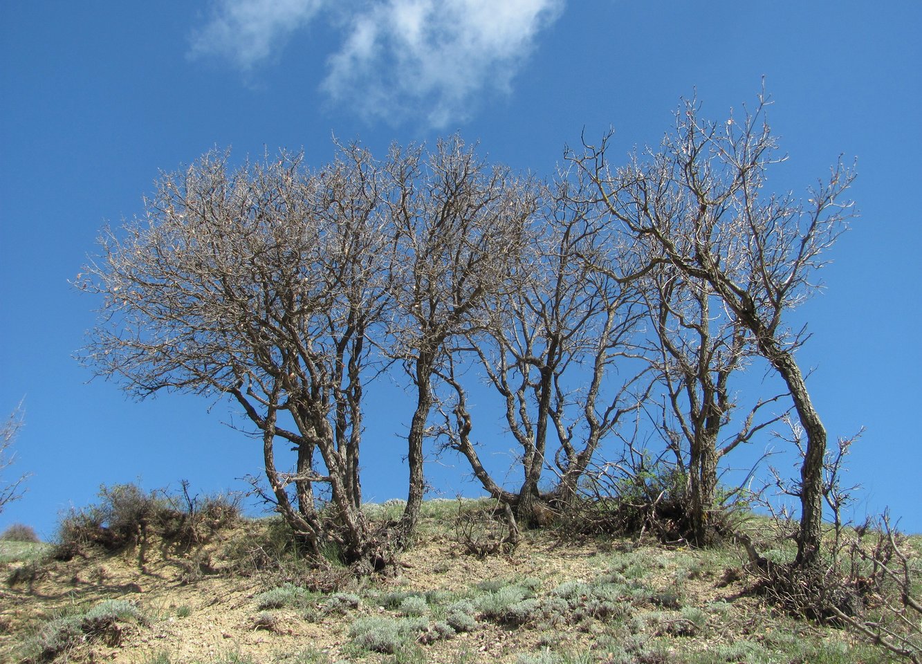 Чинардин дерево Дагестан