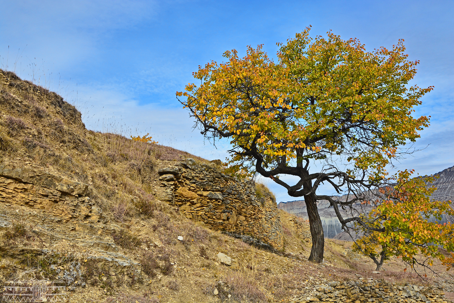 Деревья Дагестана с названиями