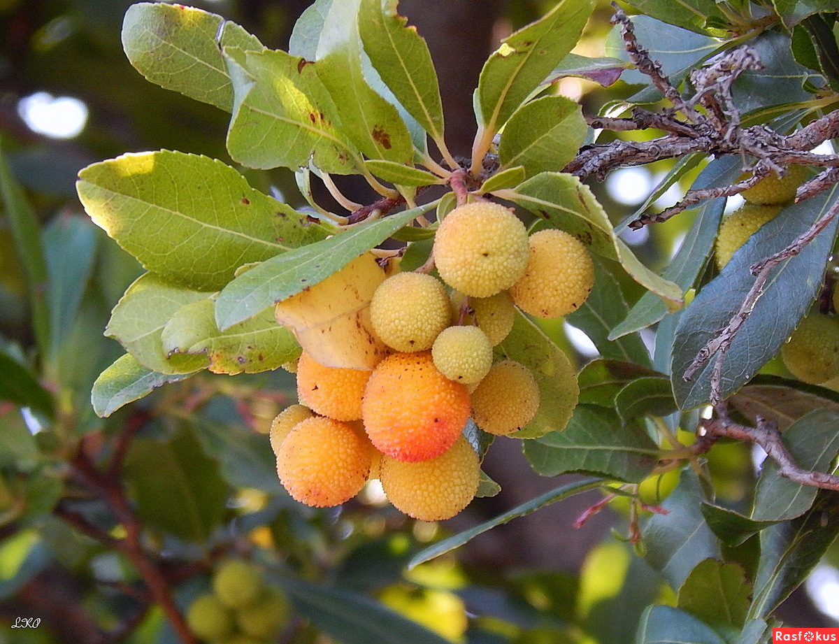 Арбутус Земляничное дерево плод в Крыме