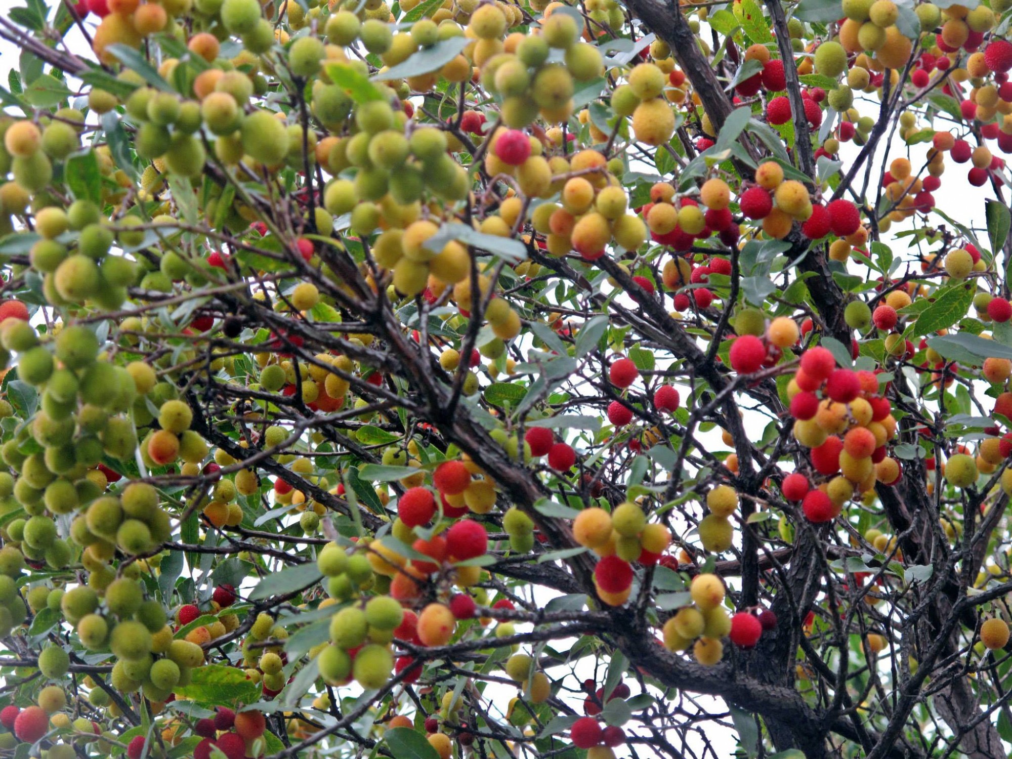 Дерево с красными ягодами Воронцовский парк