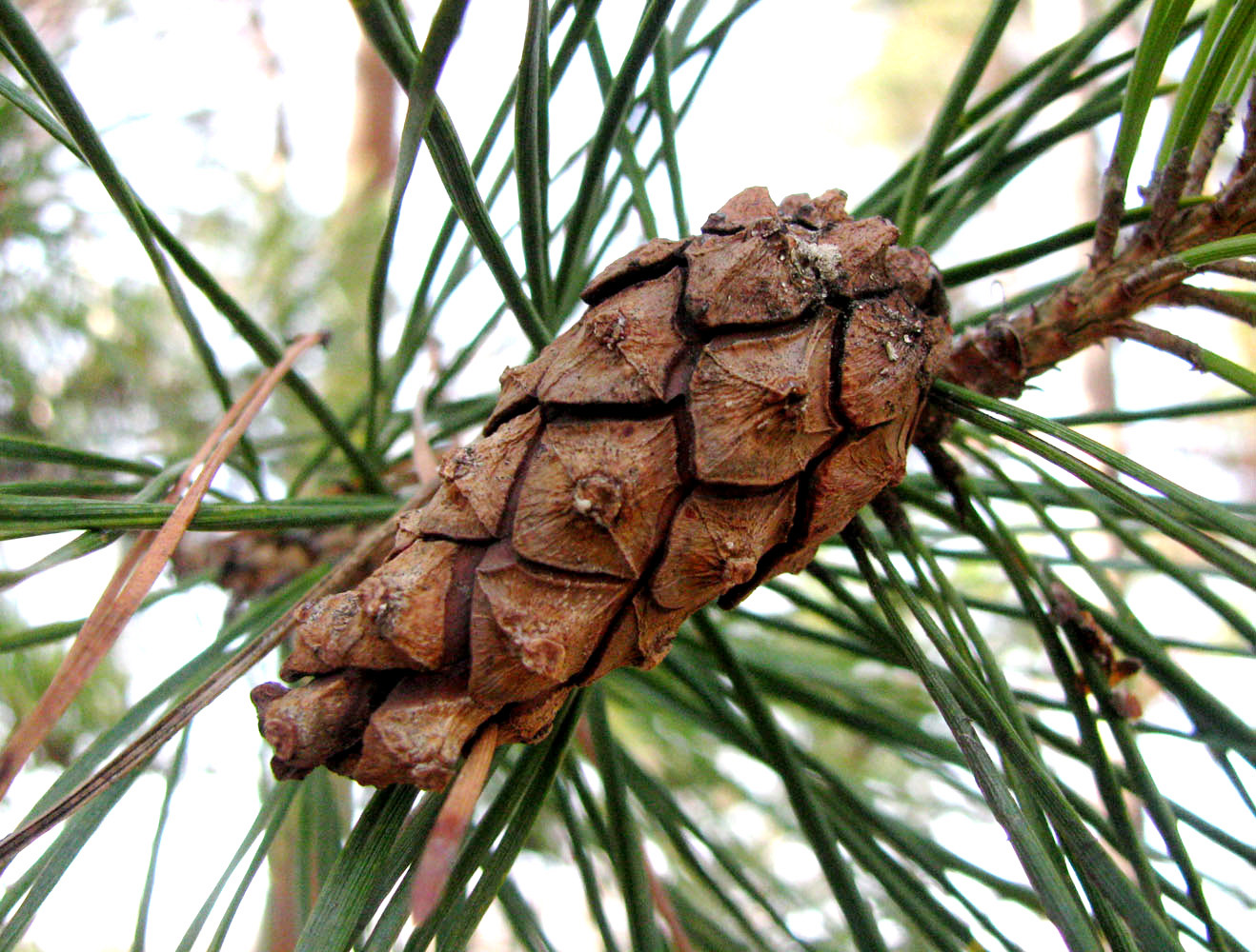 Pinus Hamata