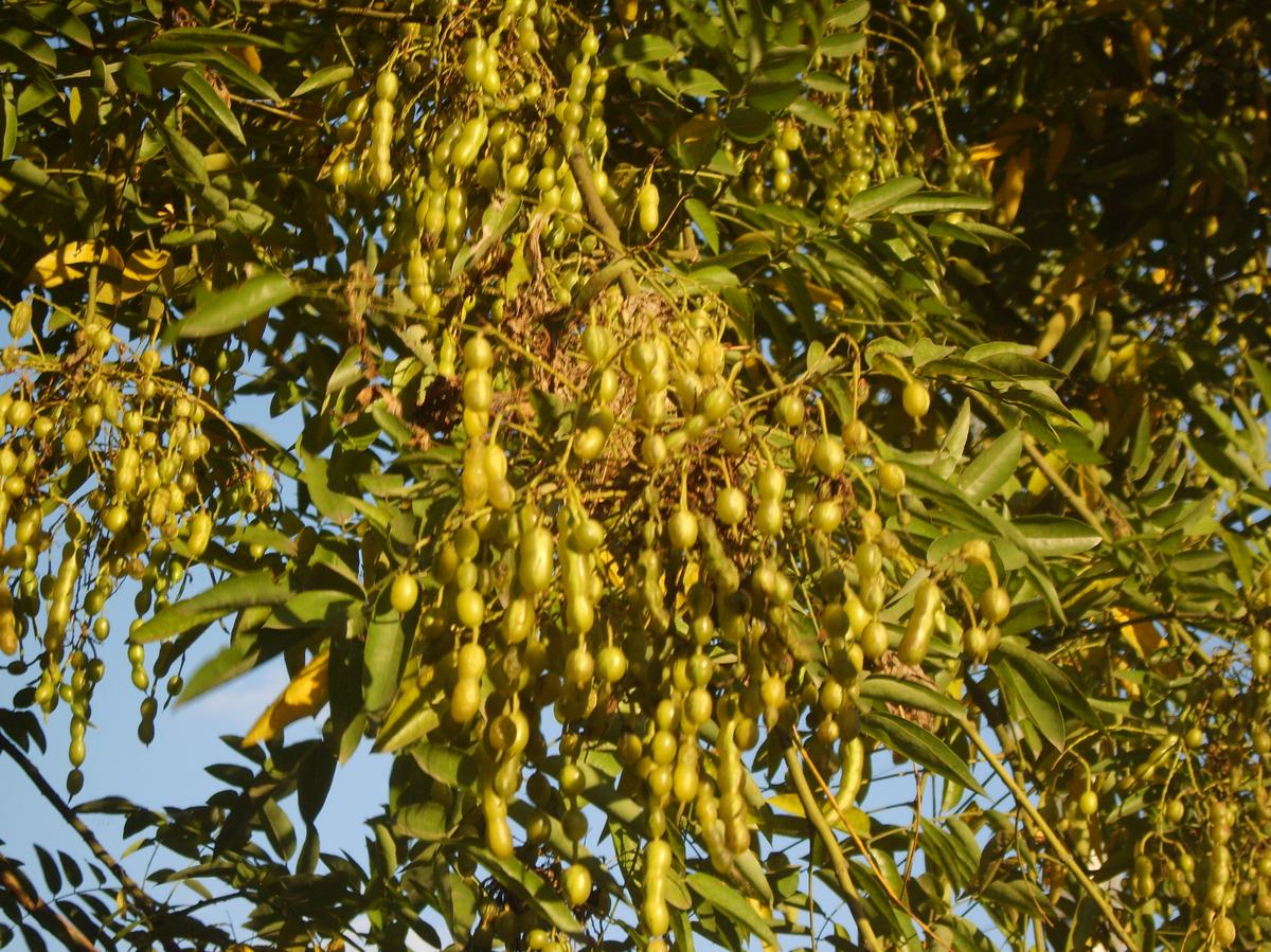 Sophora japonica плод