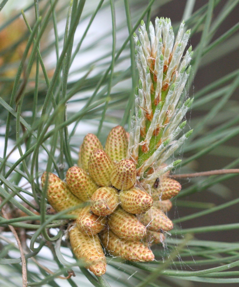 Сосна обыкновенная Pinus Sylvestris