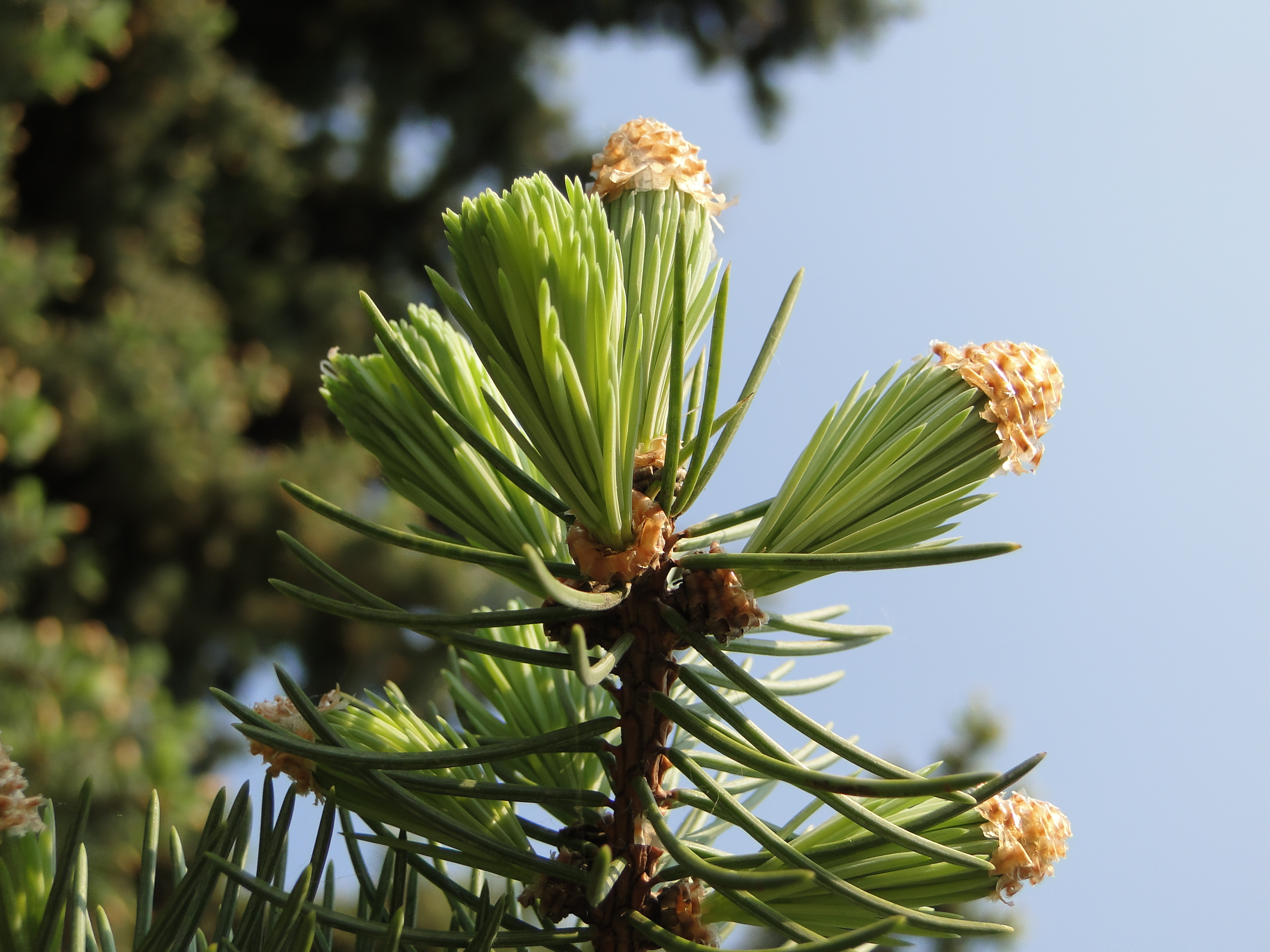 Хвоя сосны обыкновенной(Pinus Sylvestris)