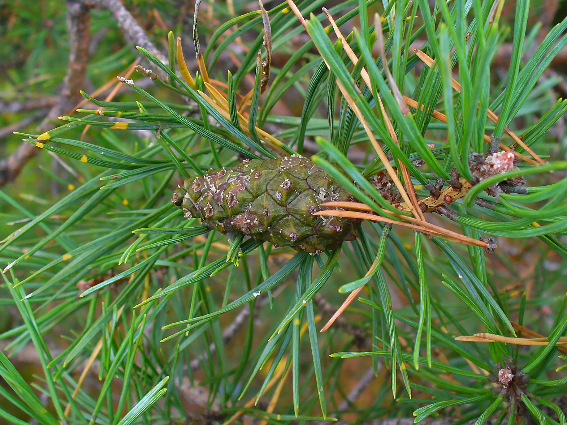 Pinus Sylvestris ветка
