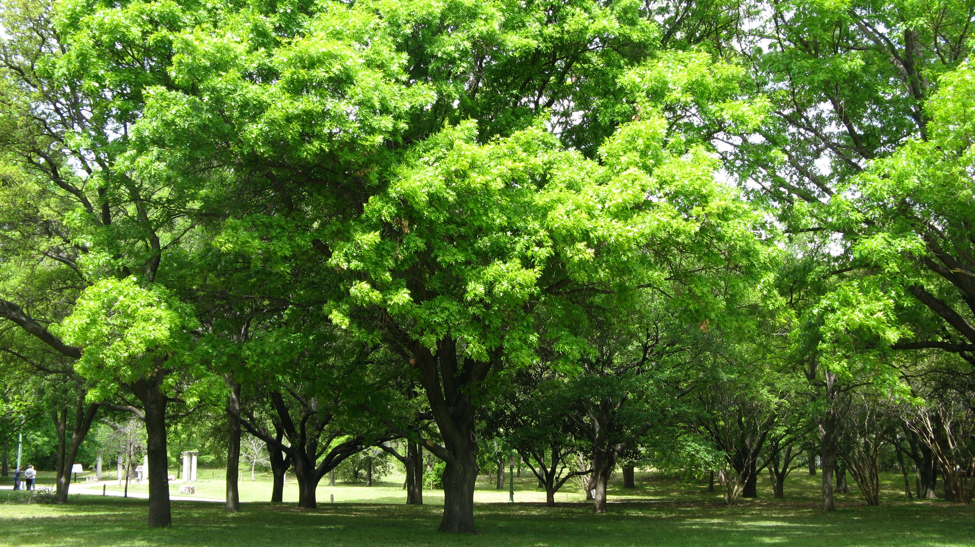 Дерево с зелеными цветами название фото