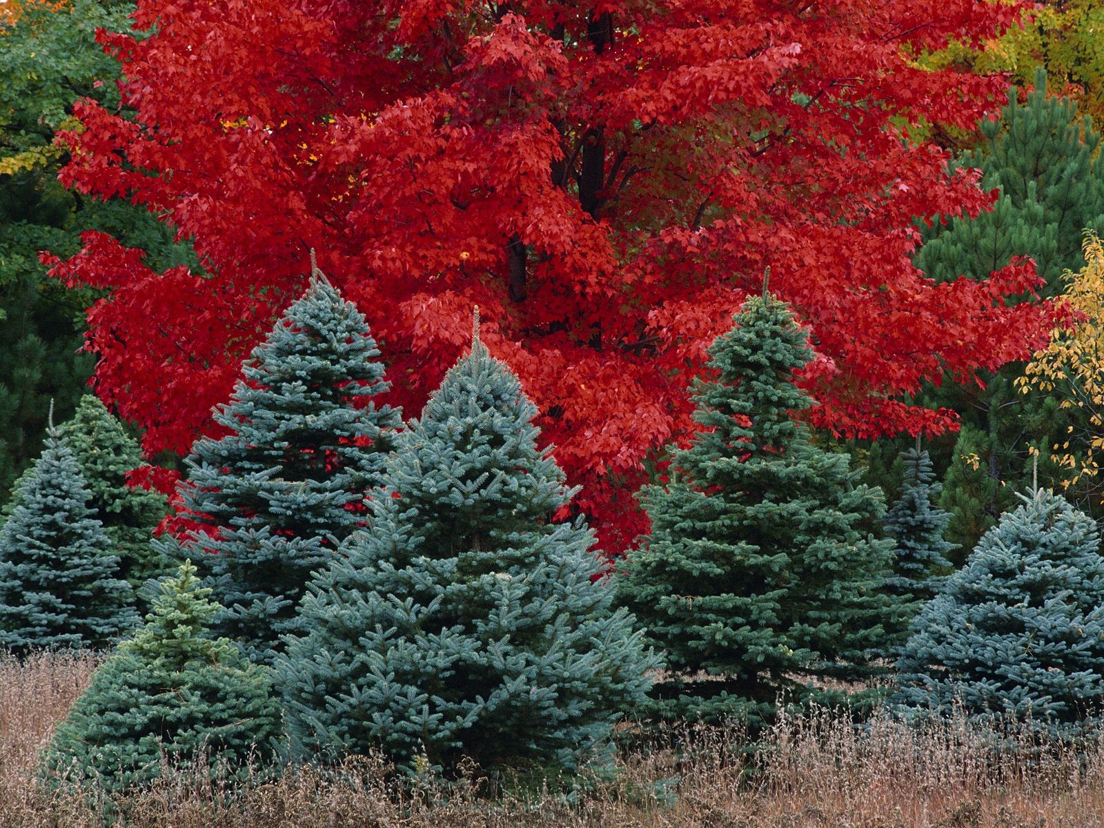 Клен хвойный. Ель голубая Балатон. Ель красная Nova Scotia Canada. Ель красная. Красные хвойные деревья.