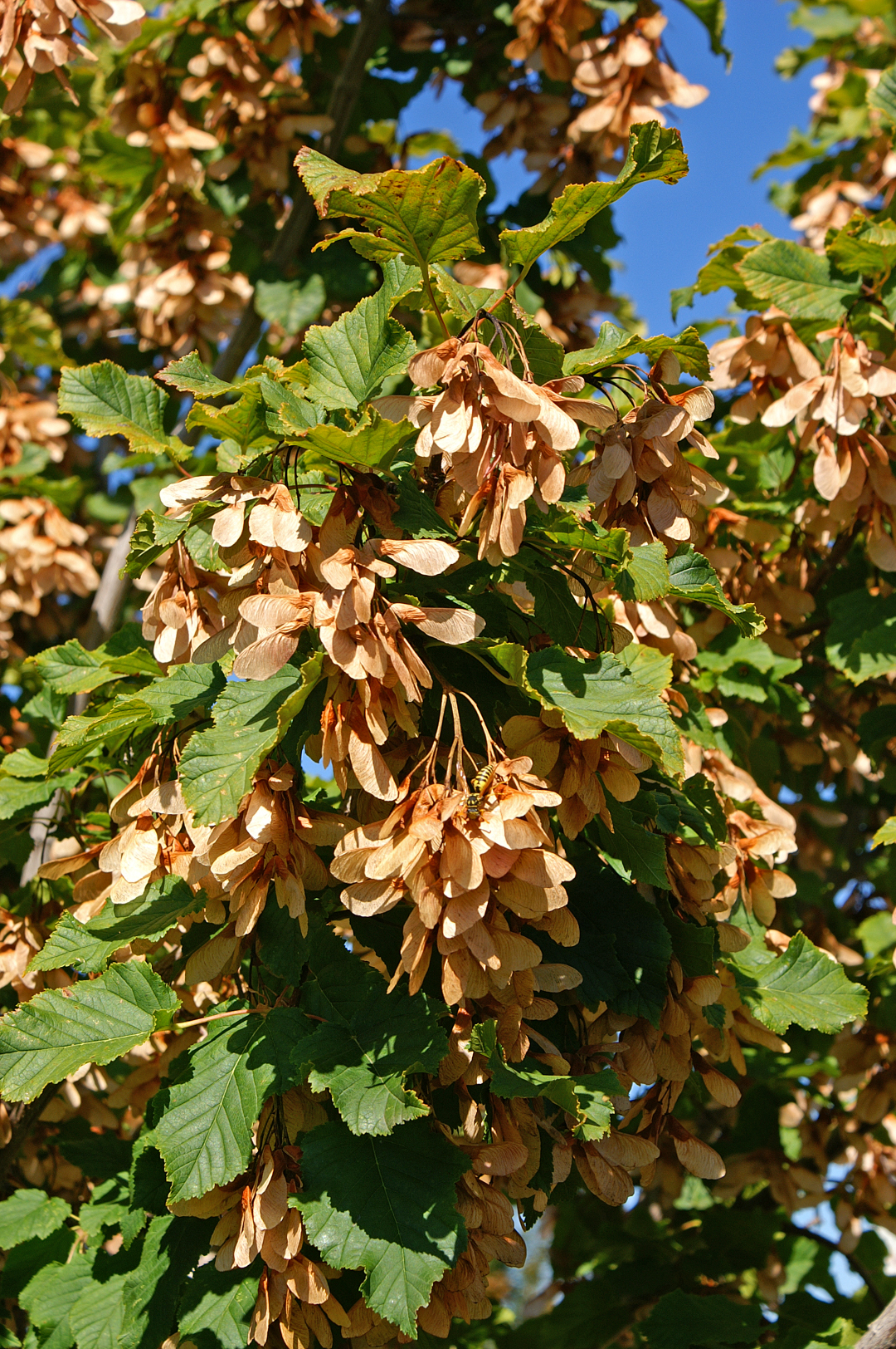 Клен татарский (Acer tataricum l.)