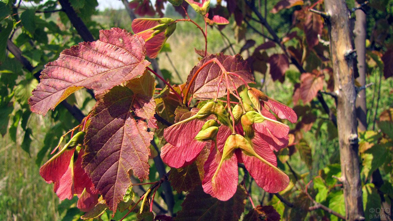 Клен татарский (Acer tataricum l.)