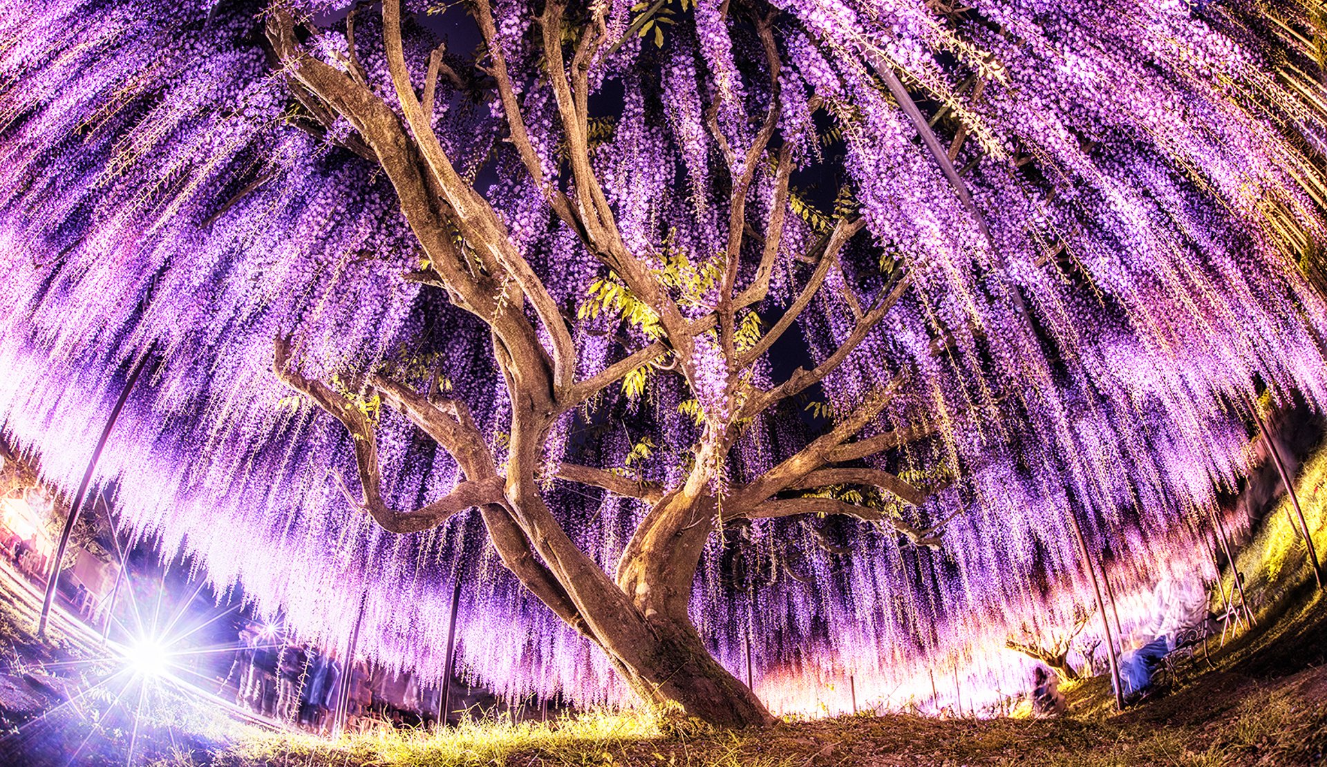 Дерево Глициния в Японии