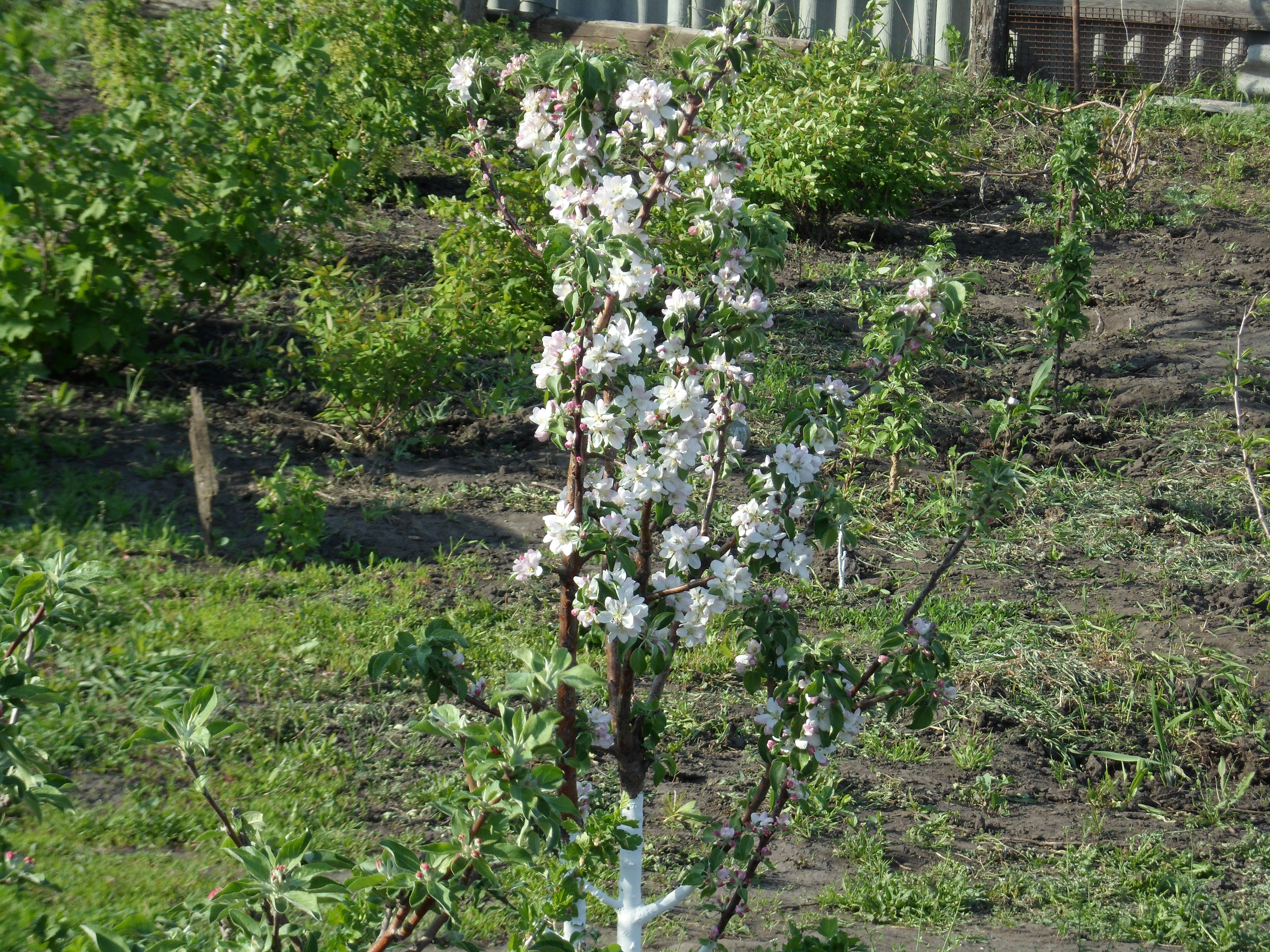 Цветение колоновидной яблони