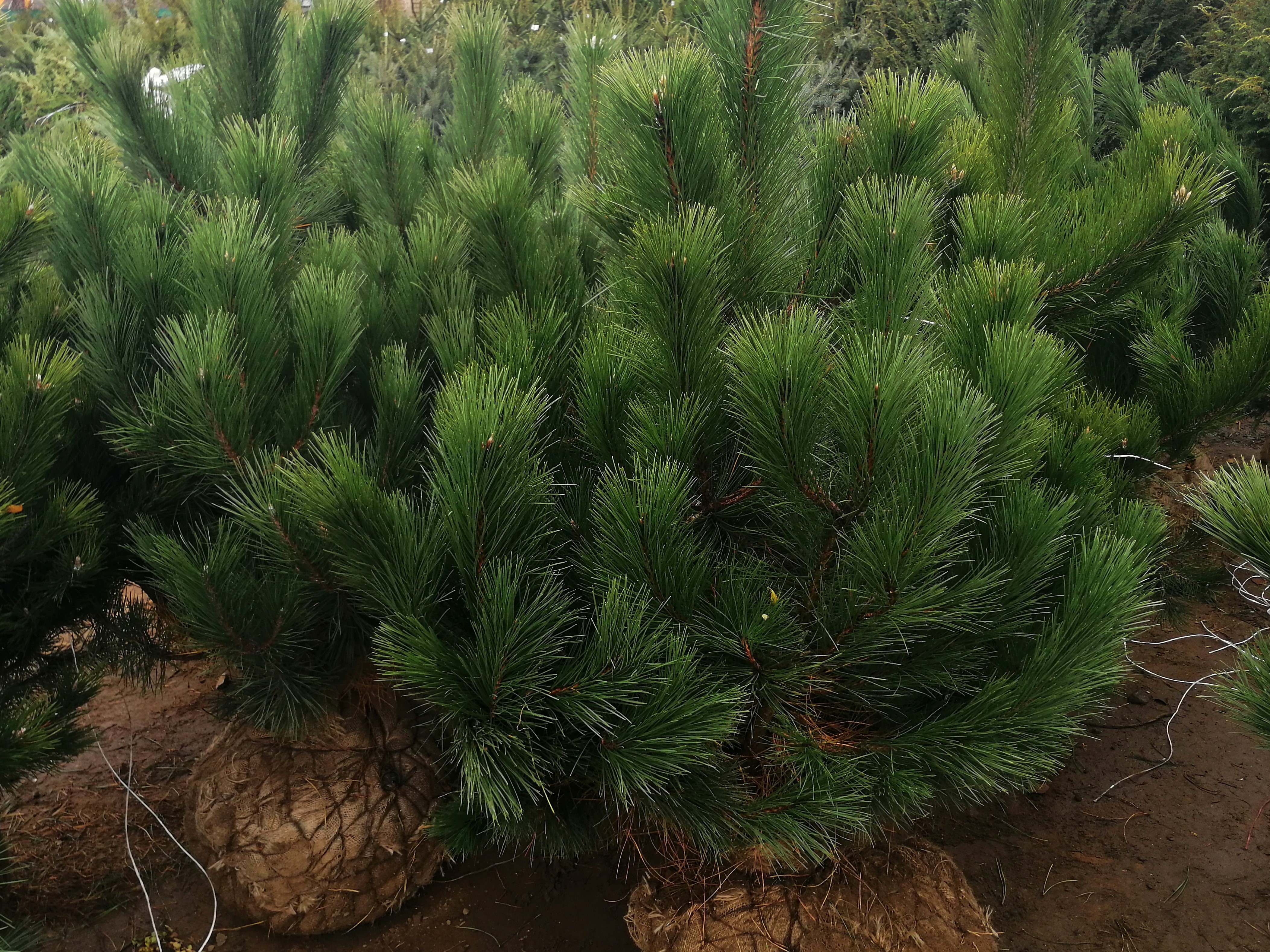 Сосна Pinus nigra