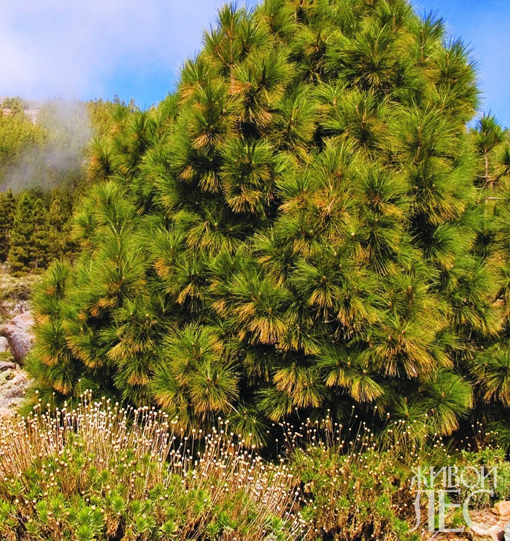Канарская сосна (Pinus canadensis).
