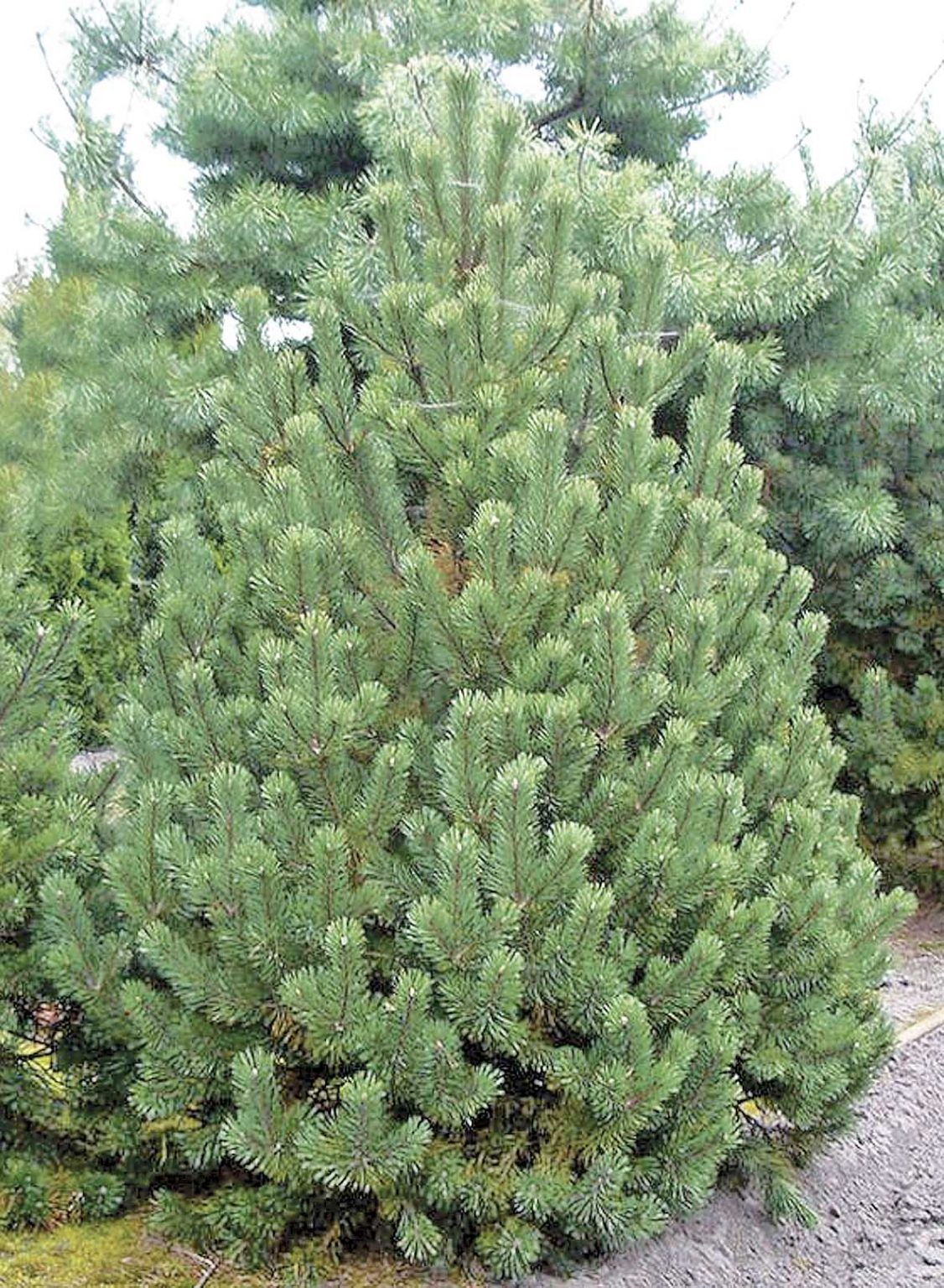 Pinus (сосна) peuce