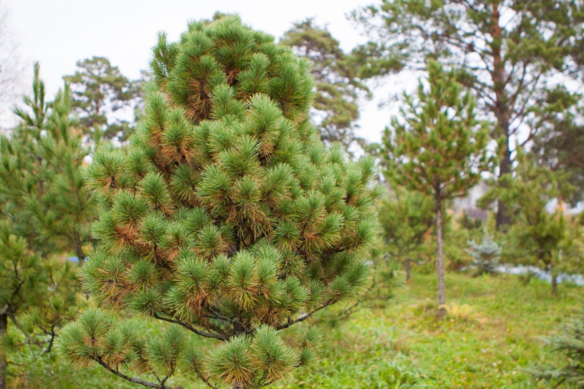 Сосна Кедровая Сибирская/Pinus sibirica