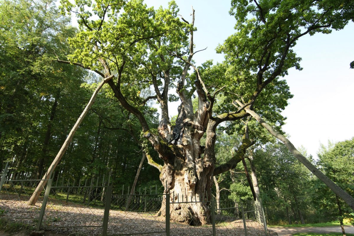 2 особенных дерева. Стельмужский дуб старейший дуб в Литве. Дуб Стелмужский старик. Стелмужский дуб в Литве. Дуб Стелмужский старейший в Литве.