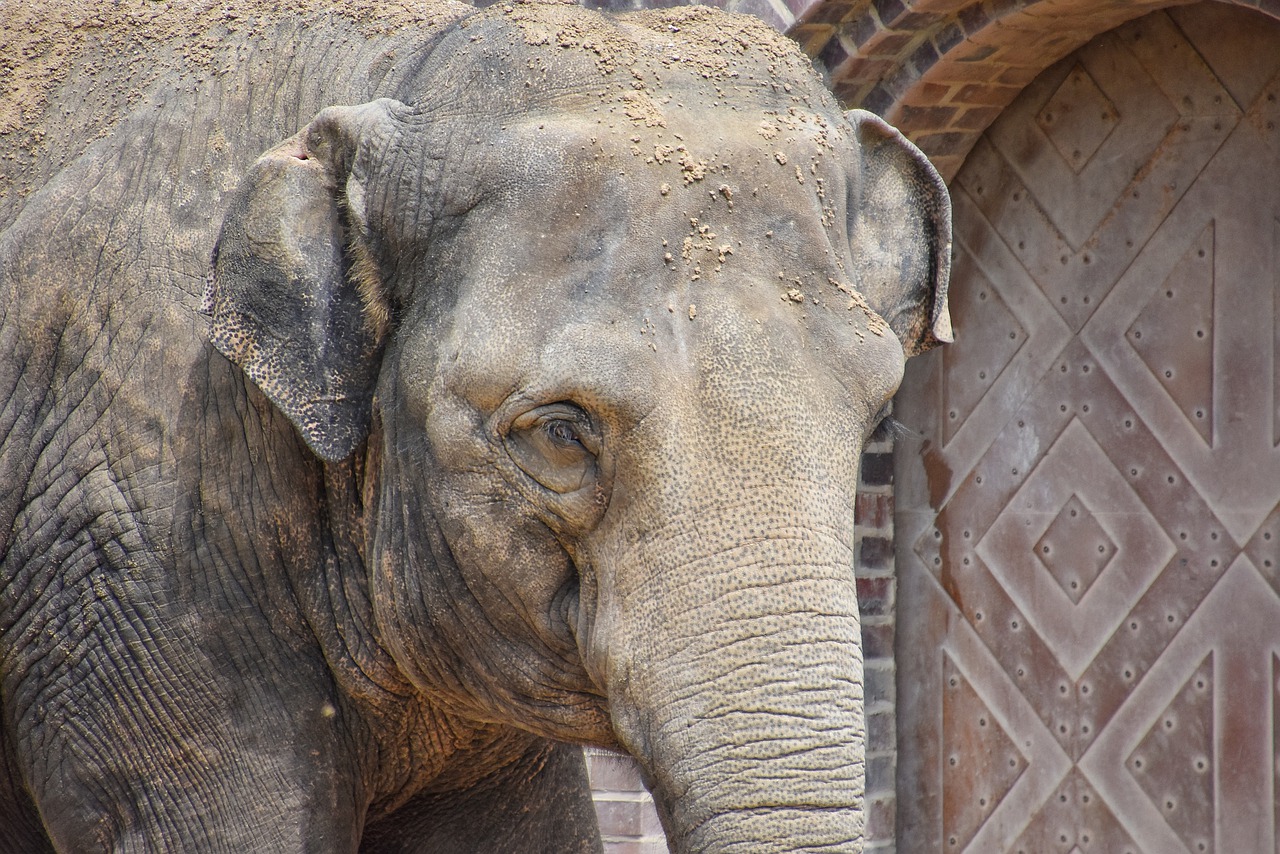 Слоновые уши. Уши слона. Слоник с ушами. Слоны уши. Уши слона фото.